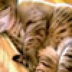 Profile picture of Hayk